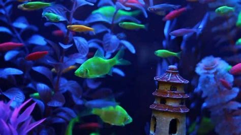 Glofish Types & Breeds: Colors | Types | Cost | Size | Lifespan – Fishkeeping Forever