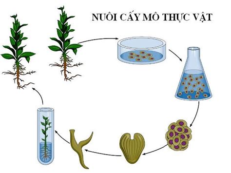 Cách trồng lan cấy mô đạt tỷ lệ sống cao nhất, khoẻ mạnh, phát triển tốt - HTNC