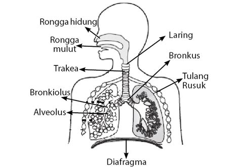 Sistem Pernapasan: Fungsi, Organ, Cara Menjaga agar Tetap Sehat