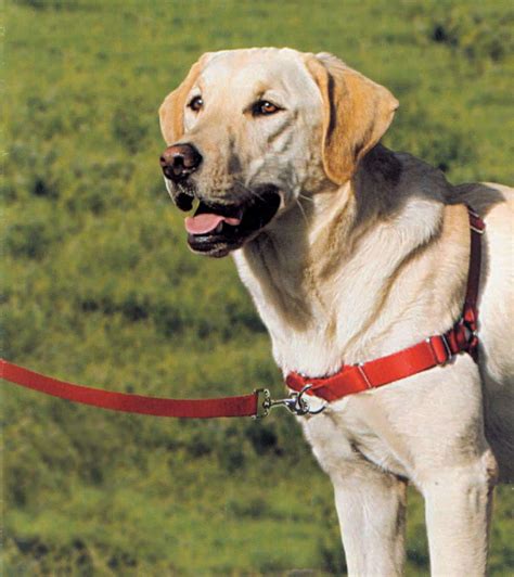 Gentle Leader Easy Walk Harness - UPCO Pet Supplies