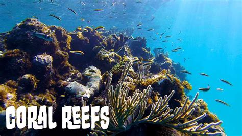 Coral Reef Ecosystems: A General Overview - YouTube