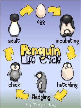 Penguin Life Cycle Activities | Penguin life cycle, Life cycles activities, Life cycles