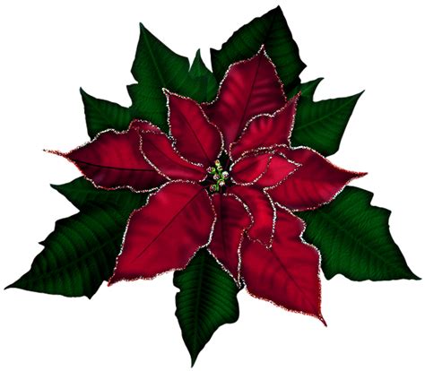 Poinsettia Clip Art Free Cliparts.co - Poinsettias Wallpaper