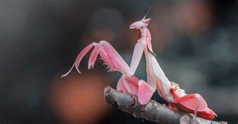 The Surprising Benefits of Praying Mantis in Garden