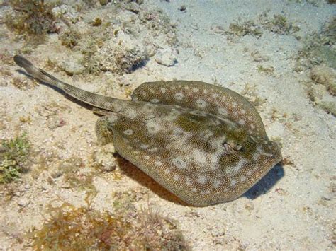 Yellow Stingray Information and Picture | Sea Animals