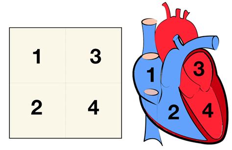 Heart Anatomy: Labeled Diagram, Structures, Blood Flow, Function of Cardiac System — EZmed