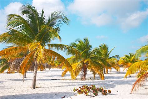 Funny Pictures Gallery: Palm trees on the beach, palm tree beach, palm trees beach