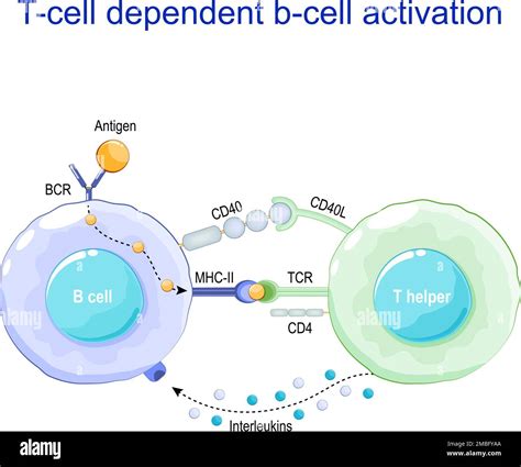 T b cell activation Stock Vector Images - Alamy