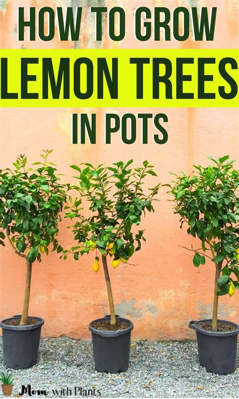 How to grow a lemon tree in a pot - Mom with Plants