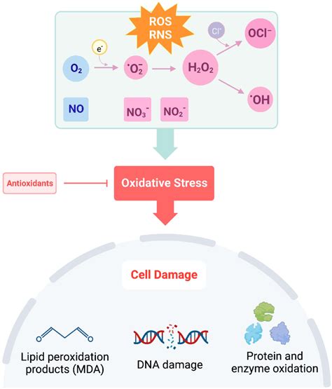 Disruption of the balance in ROS + RNS to antioxidants leads to... | Download Scientific Diagram