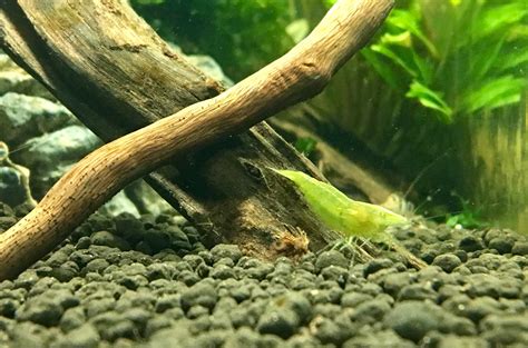 Neocaridina Davidi “var green” : r/shrimptank