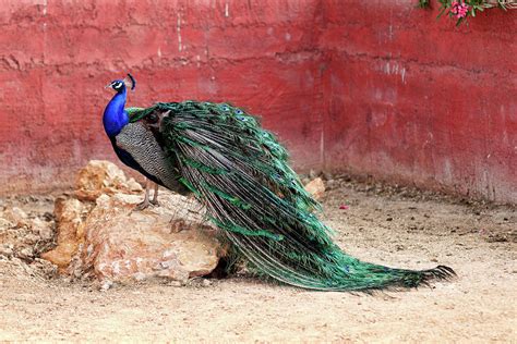 Peacock in the zoo Photograph by Constantinos Iliopoulos - Pixels