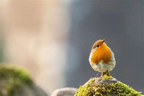 European Robin - Facts, Size, Diet, Pictures - All Animal Facts