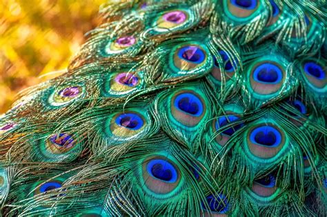 5 Amazing Peacock Feather Remedies for Prosperity - eAstroHelp