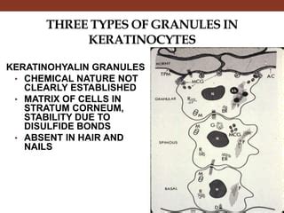 Keratinocytes Histology