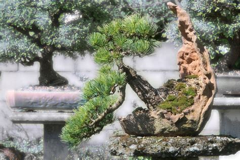 Spruce Bonsai (Picea): Types, How to Grow and Care | Florgeous