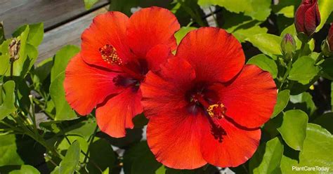 Pruning Hibiscus: How And When To Prune Hibiscus For Best Growth