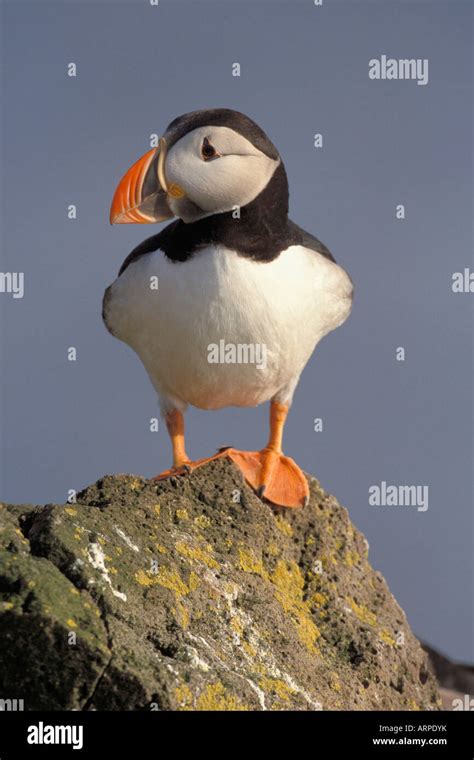 Atlantic Puffin, Iceland Stock Photo - Alamy