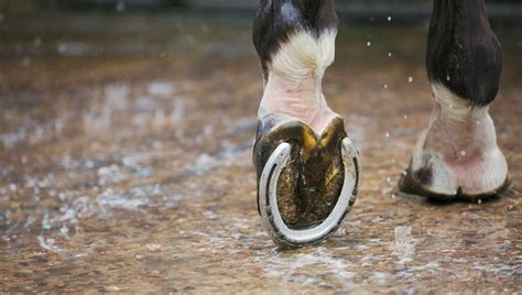 Sous le sabot d'un cheval