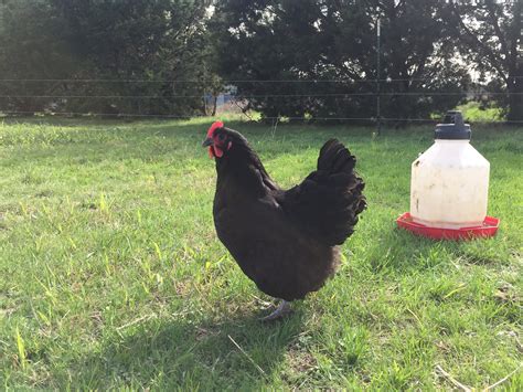 2017 Black Australorp Breeding Plan - Farmstead Chickens