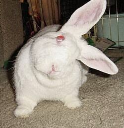 10 Common Rabbit Diseases, Illnesses, & Ailments (and How to Treat Them)