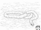 California Kingsnake coloring Page sketch template