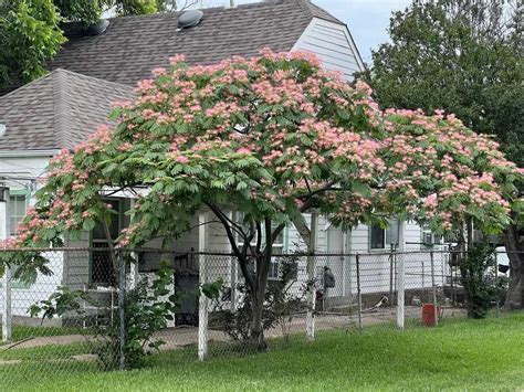 Growing a Mimosa Tree - the Fuzzy Pink Flower Tree - Gardening Channel