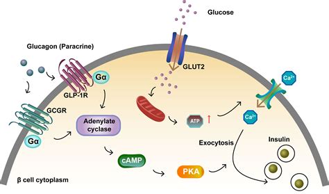 Frontiers | Role of Glucagon and Its Receptor in the Pathogenesis of Diabetes