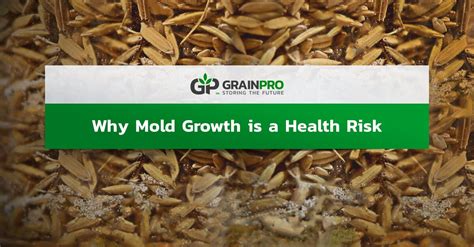 Reducing Health Risks by preventing Mold Growth