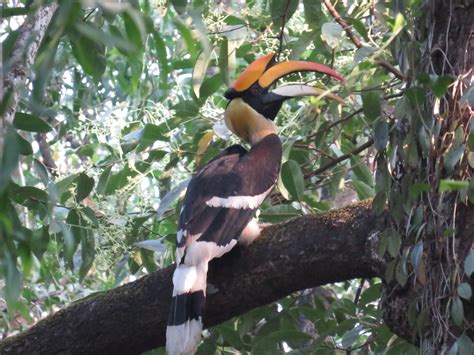 Great Hornbill (Buceros bicornis)