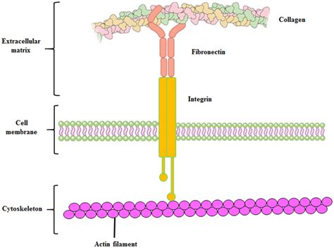 Extracellular Matrix Connective Tissue