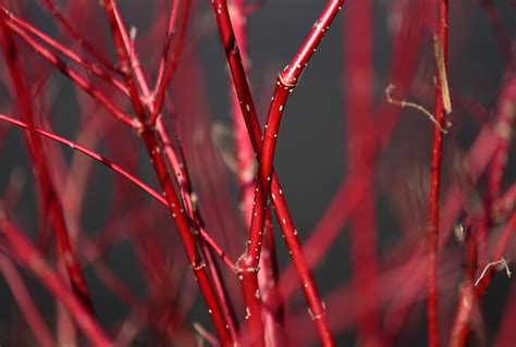 Red Twig Dogwood: Plant Care & Growing Guide