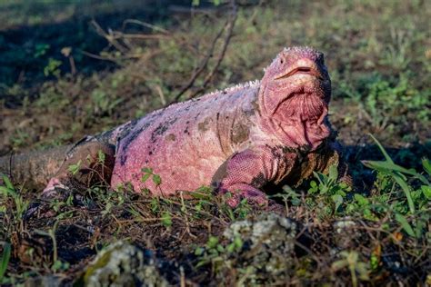 Experts estimate endangered Galapagos pink iguana population at 211