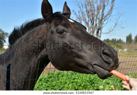 927 Horse Eat Carrot Stock Photos, Images & Photography | Shutterstock