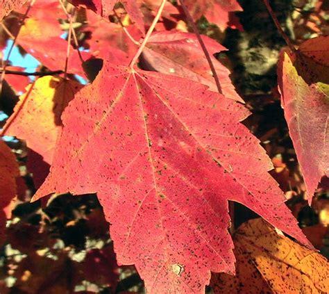 Free picture: red, maple, leaf, autumn