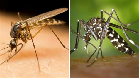 Pernilongo x mosquito da dengue: qual é a diferença e como combatê-los?