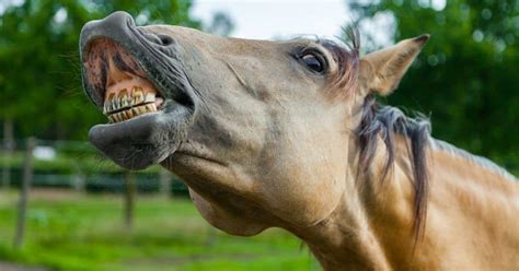 7 Important Things You Should Know About Horse Teeth