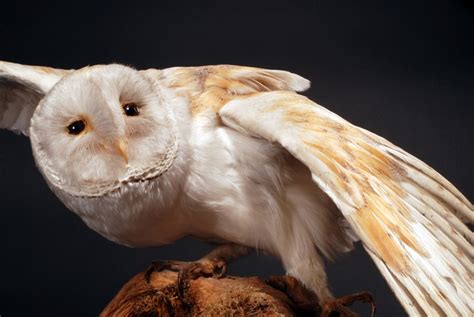 Superb owl: Beautiful owl photos to celebrate Super Bowl 2023