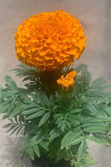 1 Tagetes African Marigold Aztec Marigold Mexican Marigold - Etsy