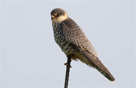 Amur falcon, Falco amurensis, female at Eendracht Road, Su… | Flickr