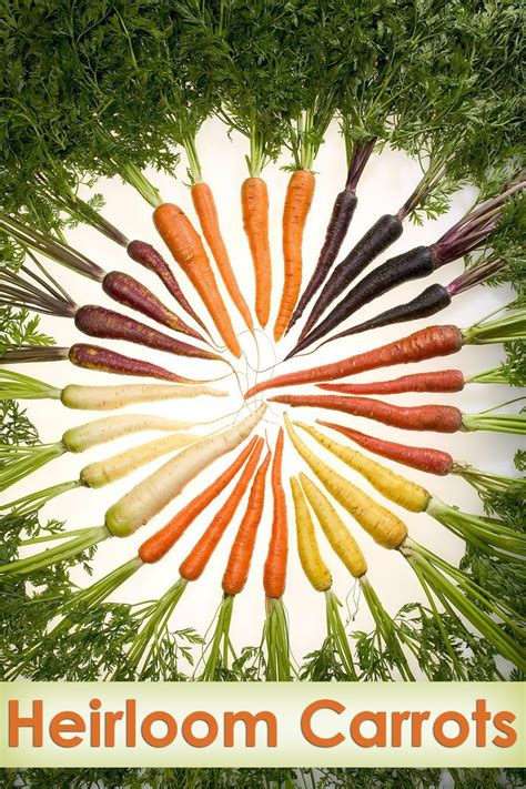 Heirloom Carrots