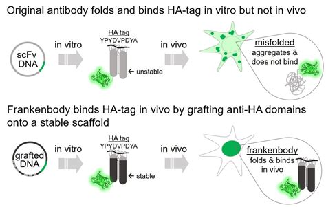 It's not an antibody, it's a frankenbody: A new tool for live-cell ...