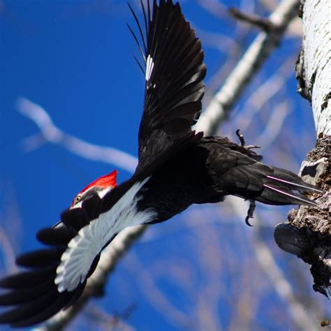 Pileated Woodpeckers Nesting - FeederWatch