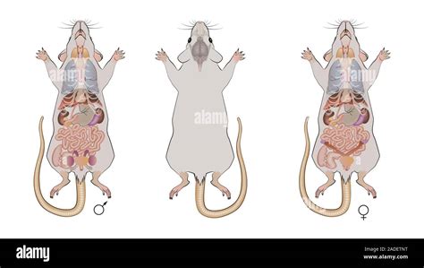 Mouse (Mus musculus) anatomy. Illustration showing the anatomy of male and female mice. Mice are ...