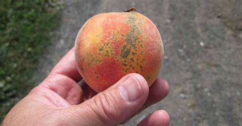 Prevent and Treat Scab in Peach, Apricot, Plum, and Other Stone Fruits