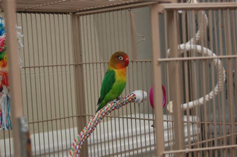 Fischer's Lovebird: Housing, Pet Care, Temperament, Pictures | Singing Wings Aviary