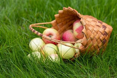 Harvesting in the Fall. Basket with Apples on a Green Background Stock Photo - Image of summer ...