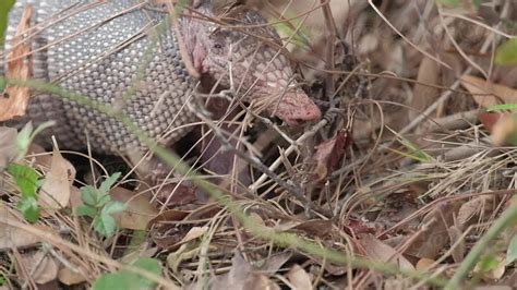 "Armadillo Foraging For Food" by Stocksy Contributor "Maryanne Gobble" - Stocksy