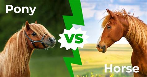 Ponies vs. horses: four ways to tell them apart | Horses, Different horse breeds, Pony