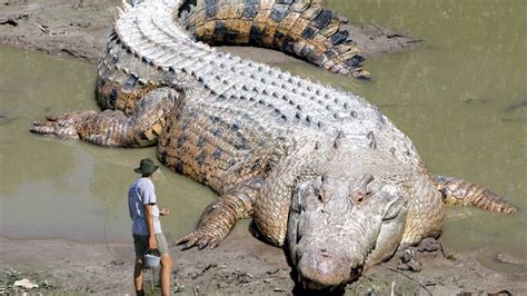 Biggest Real Alligator In The World